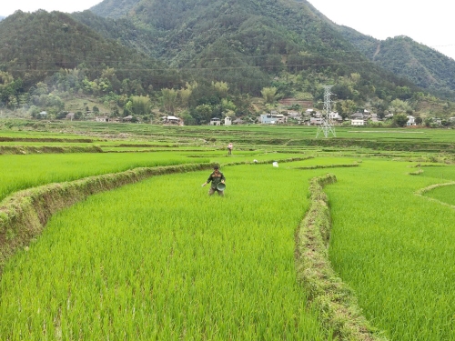 Mường Kim chủ động phòng trừ sâu bệnh hại lúa Đông Xuân, ngô vụ Xuân Hè